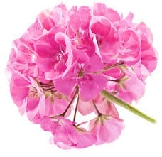 Geranium Essential Oil Soap Loaf - 2kg - Image 4